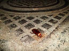 Disinfestazione Misterbianco